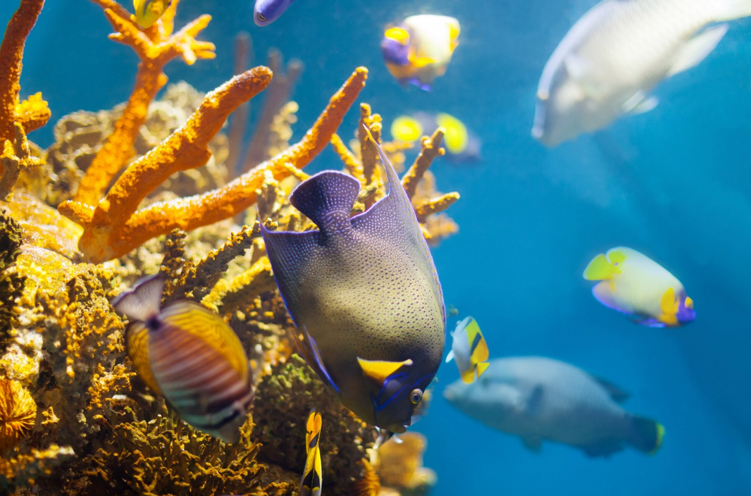 Scuba & Snorkel Spots: Underwater Caves, Posidonia Meadows & Colorful Fish