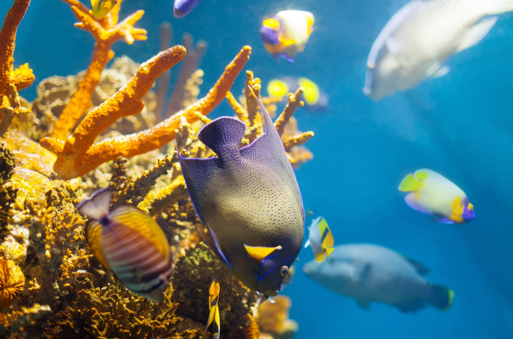 Scuba & Snorkel Spots: Underwater Caves, Posidonia Meadows & Colorful Fish