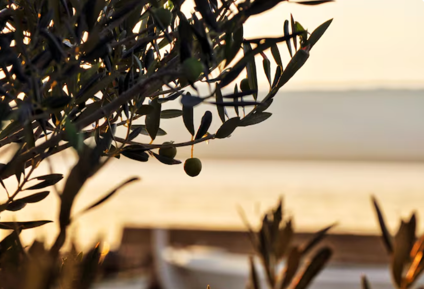 Olive Oil Road Trip: Tasting extra-virgin treasures from Lucca to Livorno.